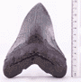 shark tooth
