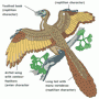 Dinosaur bird